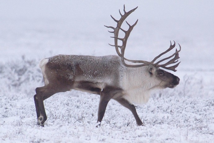 Best caribou viewing Dalton highway caribou scott stevens pdkbhn